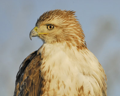 red-tailed hawk BRD4082.JPG