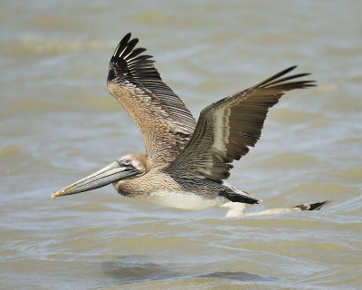 brown pelican BRD4176.JPG