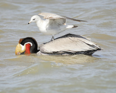 brown pelican BRD4200.JPG