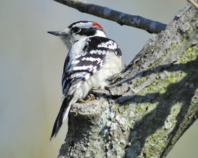 downy woodpecker BRD4380.JPG