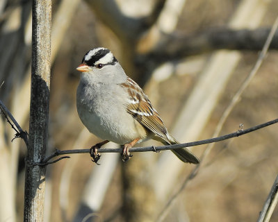 white-crowned sparrow BRD4403.JPG