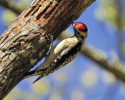 yellow-bellied sapsucker BRD4423.JPG