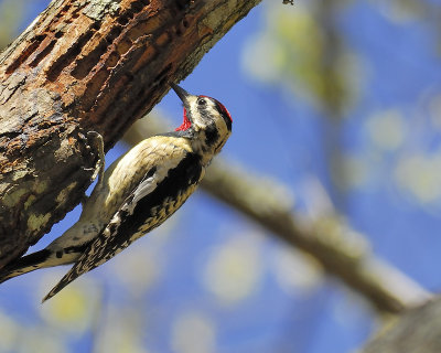 yellow-bellied sapsucker BRD4425.JPG