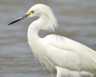 snowy egret BRD4512.JPG
