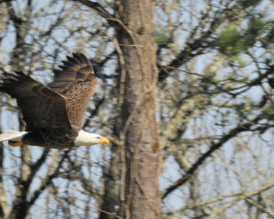 bald eagle BRD4770.JPG