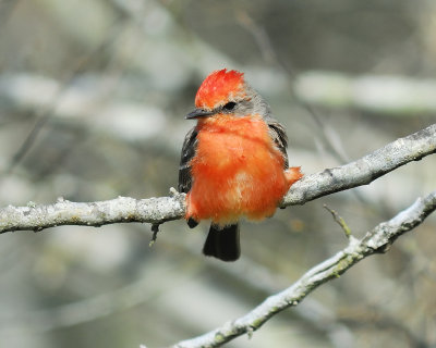 vermilion flycatcher BRD4928.JPG