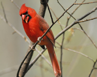 northern cardinal BRD5016.JPG