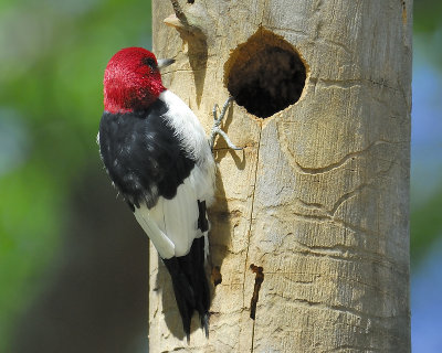 red-headed woodpecker BRD5177.JPG
