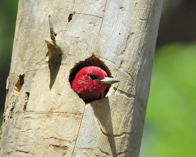 1430h_red_headed_woodpecker