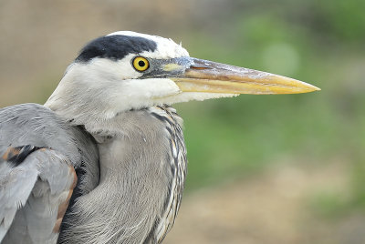 great blue heron BRD5741.JPG