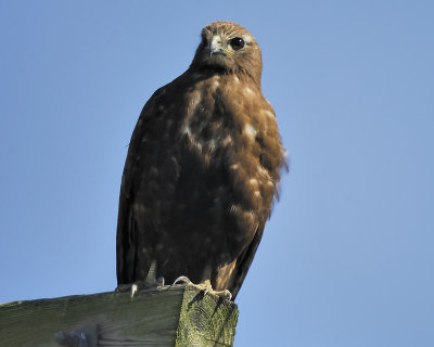 red-tailed hawk BRD6110.JPG