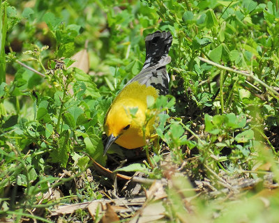 prothonotary warbler BRD6017.JPG