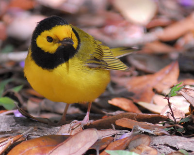 hooded warbler BRD5897.JPG