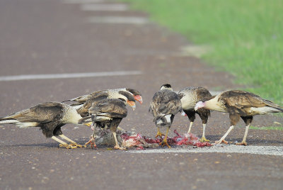 crested caracara BRD6195.JPG