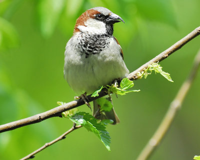 house sparrow BRD6250.JPG