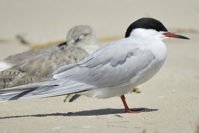 common tern BRD6518.JPG