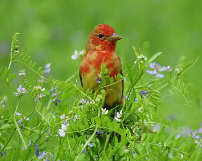 summer tanager BRD6977.JPG