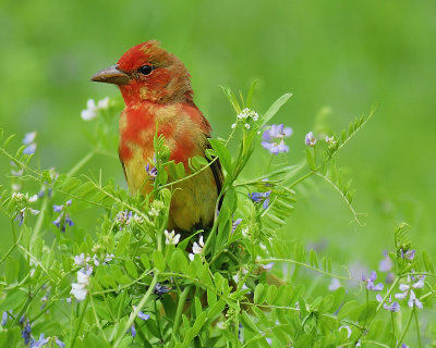 1650b_summer_tanager