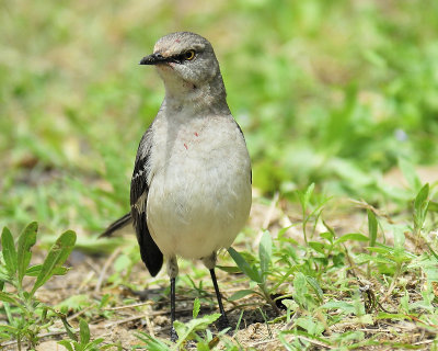 northern mockingbird BRD6884.JPG