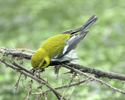 black-throated green warbler BRD6741.JPG