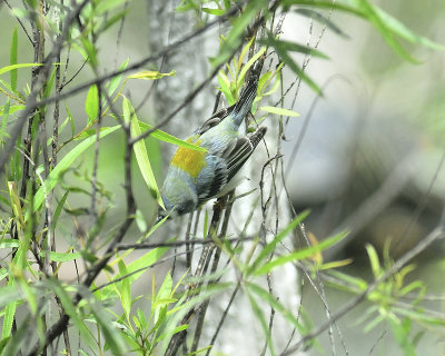 northern parula BRD6762.JPG