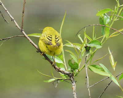 yellow warbler BRD6804.JPG