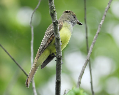 great crested flycatcher BRD7218.JPG