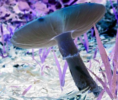 Mushroom By Moonlight