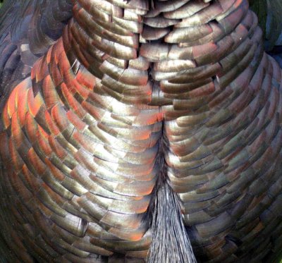 Gobbler Feathers