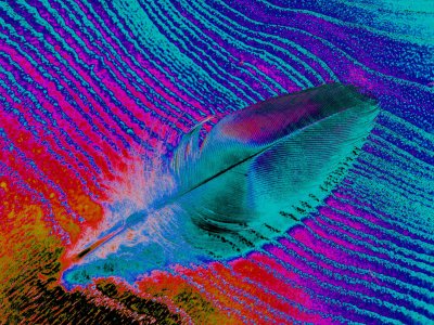 Pattern and Plumage