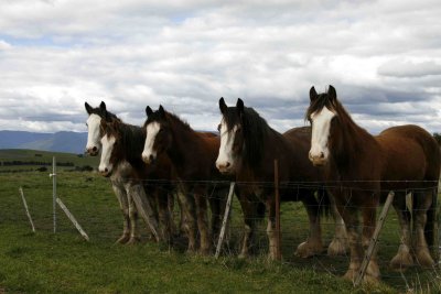 A Herd of Handsome Horses