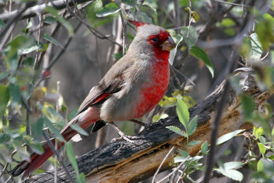 IMG_9328 Pyrrhuloxia.jpg