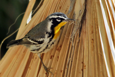 IMG_0642 Yellow-throated Warbler.jpg