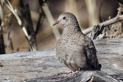 IMG_4047 Common Ground Dove - female.jpg