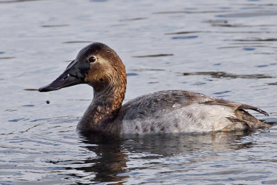 IMG_4715 Canvasback female.jpg