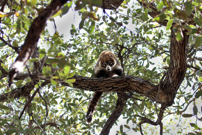 IMG_9862 Coati.jpg