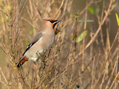 Pestvogel/Bohemian waxwing