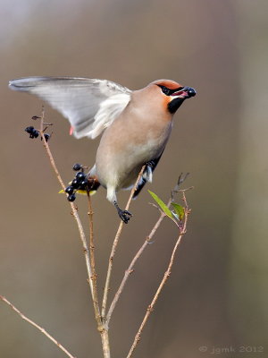 Pestvogel/Bohemian waxwing