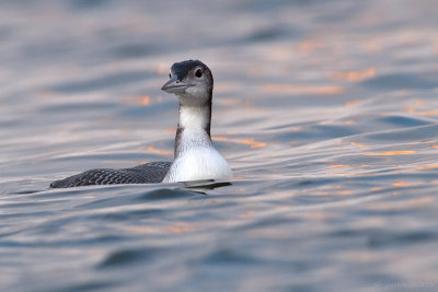 IJsduiker/Great northern diver