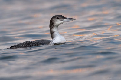 IJsduiker/Great northern diver