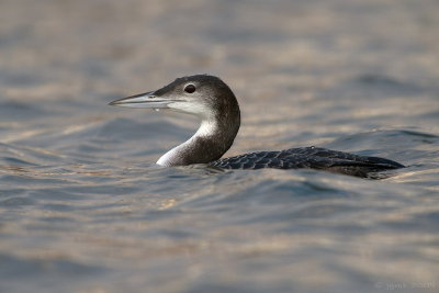 IJsduiker/Great northern diver