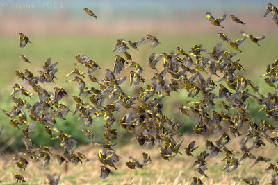 Groenling/Greenfinch