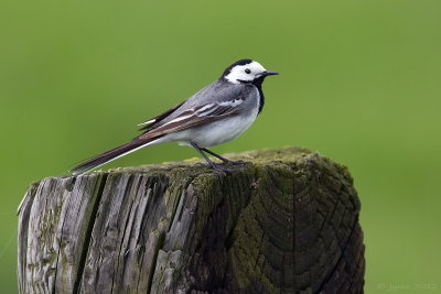 Witte kwikstaart/White wagtail