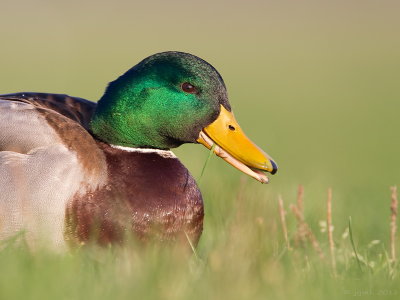 Wilde eend/Mallard