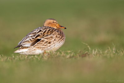 Wilde eend/Mallard