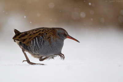 Waterral/Water rail