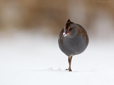 Waterral/Water rail