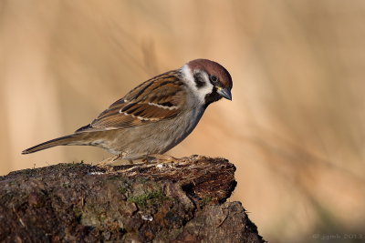Ringmus/Tree sparrow