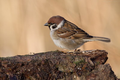 Ringmus/Tree sparrow