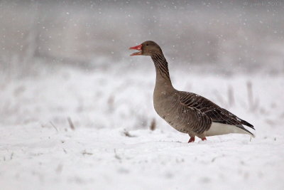 Grauwe gans/Greylag goose